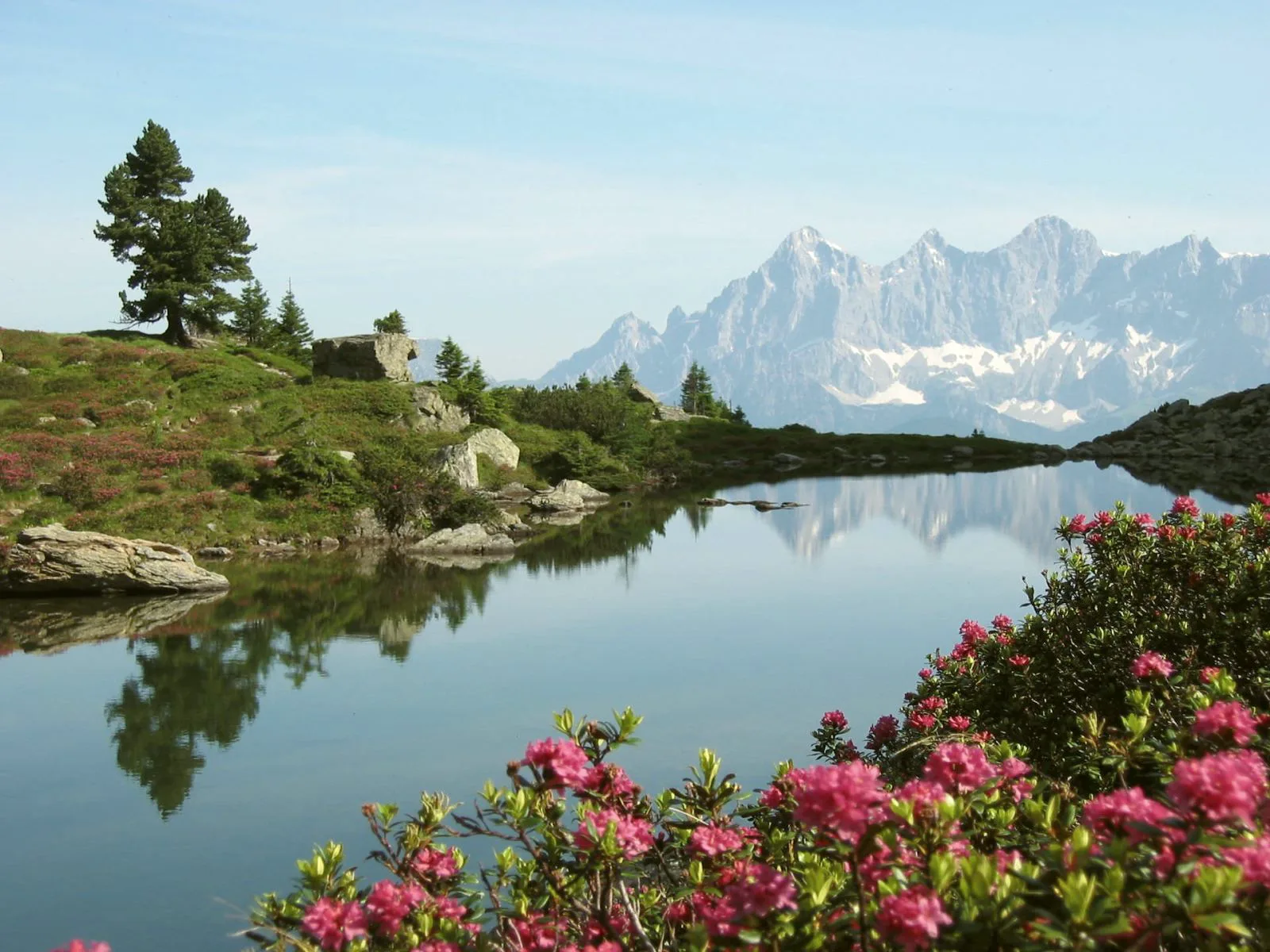 Mountain lake with alpine roses, the Dachstein reflected behind