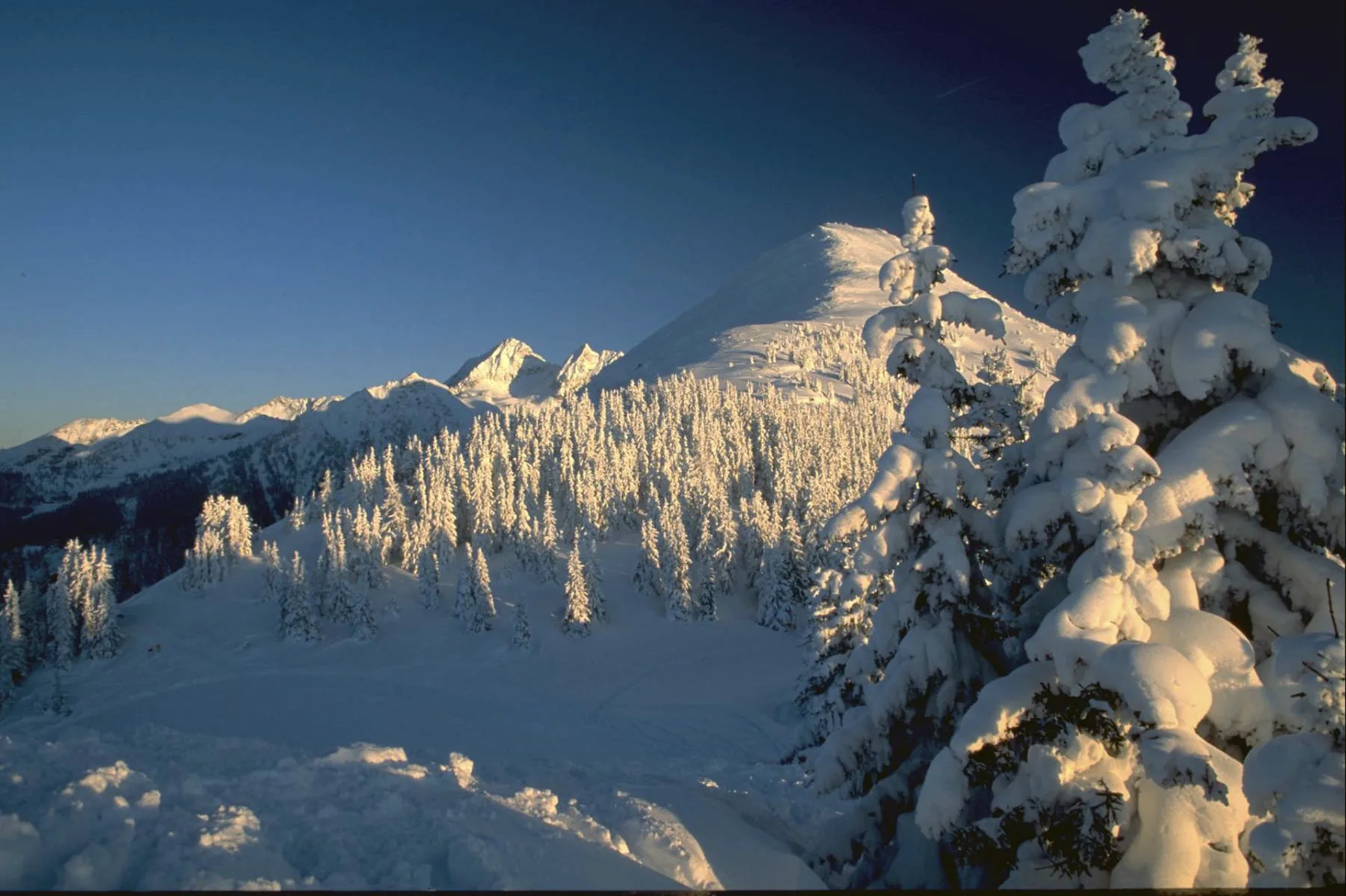 Snow-covered spruces and peaks in evening light